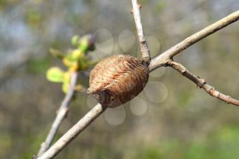 Ootheca hierodula transcaucasica on a branch. Pending the winter mantis eggs in a dense cocoon.