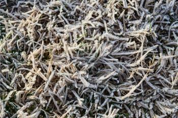 Background of frosted grass. Frost on the grass.