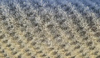 Background of a sheet of slate covered with frost.