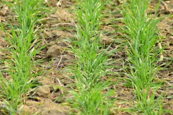 Spring winter wheat field. Shoots of wheat in a field on the ground. Cultivation of cereals.