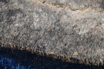Pond Beach with burnt cane. Soot and ashes of burnt grass.