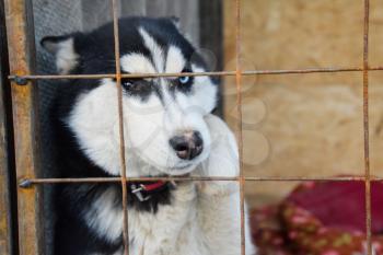 Husky Dog with different eyes. Black and white husky. Brown and blue eyes.