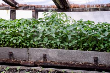 Seedlings of pepper. Pepper in greenhouse cultivation. Seedlings in the greenhouse. Growing of vegetables in greenhouses