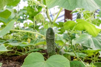 Seedlings cucumbers. The cultivation of cucumbers in greenhouses. Seedlings in the greenhouse. Growing of vegetables in greenhouses
