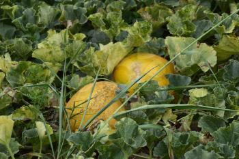 The growing melon in the field. Cultivation of melon cultures.