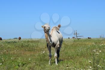 Camel on a pasture. Animals on private farm.