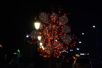 The branches of street trees, adorned with red lights.