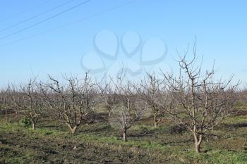 Winter young orchard. A garden from plum after a leaf fall in snowless winter.