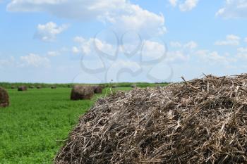 Haystacks rolled up in bales of alfalfa. Forage for livestock in winter.