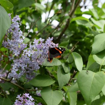 Lilac flowers on the branches of a butterfly admiral. Insect pollinators.
