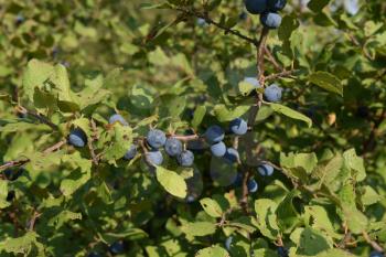 Berries of wild plum - a sloe. Wild fruit in the nature.