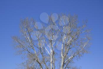 The branches of the poplar against the blue sky. Spring view of a silver poplar.