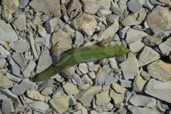 An ordinary quick green lizard. Lizard on the rubble. Sand lizard, lacertid lizard