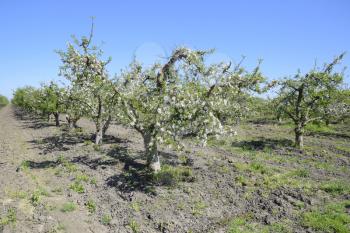 Blooming apple orchard. Adult trees bloom in the apple orchard. Fruit garden.