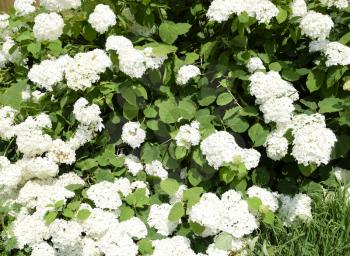 Flowers of a buldenezh. Flowers of a buldenezh