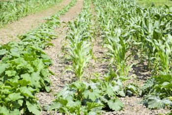 Vegetable garden with zucchini and corn. Vegetable beds in the garden. Weed beds