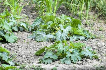 Vegetable garden with zucchini and corn. Vegetable beds in the garden. Weed beds