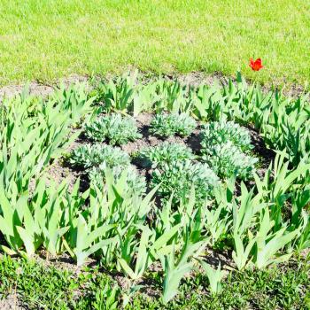 Flower bed with irises, tulips. Green flowerbed