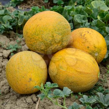 Melons, plucked from the garden, lay together on the ground. Ripe melon new crop.