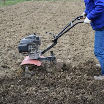 Planting potatoes under the walk-behind tractor. Man with motor-block in the garden.