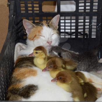 Cat foster mother for the ducklings. Cat in a basket with kitten and receiving musk duck ducklings.