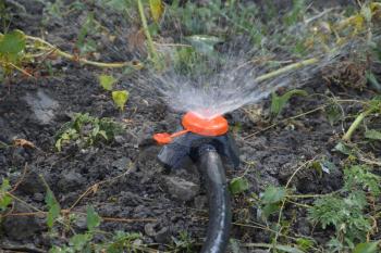 Watering the beds of tomato seedlings using a nozzle sprinkler
