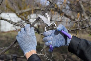 Pruning prunus pruning shears. Trimming the tree with a cutter. Spring pruning of fruit trees.