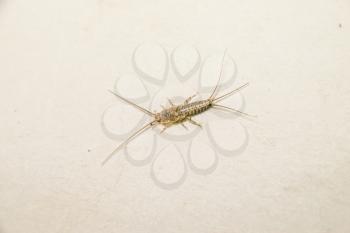 Insect feeding on paper - silverfish. Pest books and newspapers. Lepismatidae, Thermobia domestica.