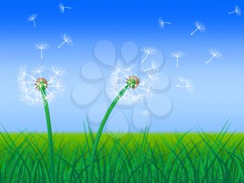 Dandelion Grass Meaning Grassland Field And Environment