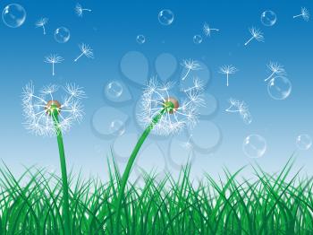 Dandelion Sky Meaning Green Grass And Flower