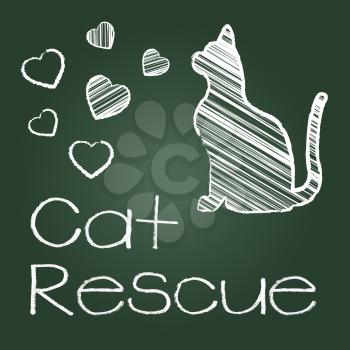 Cat Rescue Indicating Recovering Felines And Kittens