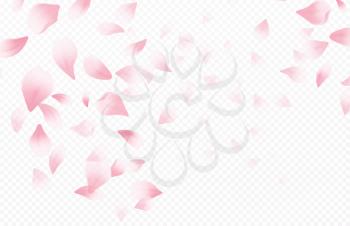 Spring time beautiful background with spring blooming cherry blossoms. Sakura flying petals isolated on white background. Vector illustration EPS10
