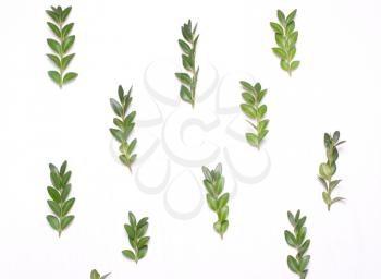 Pattern of green leaves on a white background.Top view, flat view