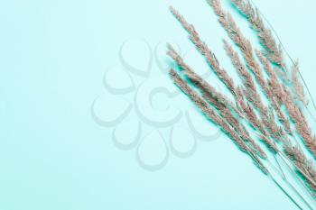  dry spikelets, herbs on a blue background. Top view, flat. Minimalistic Autumn Summer Concept