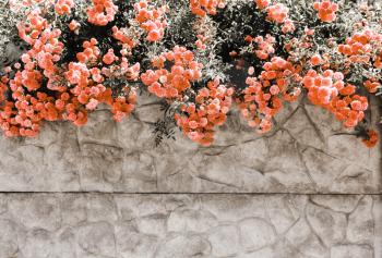 Pastel coral flowers, roses on a stone gray wall, fence