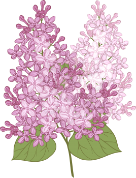 Vector flowers of lilac. Illustration for your design.