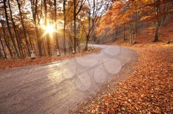 Autumn road in mountain forest. Composition of nature.