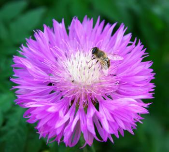Bee on big violet flower. Composition of nature.