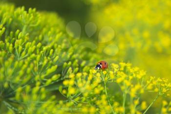 Ladybug on dill flower. Shallow depth-of-field.