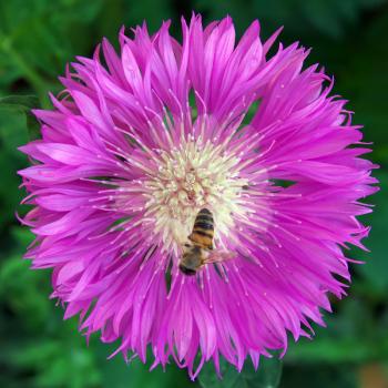Bee on big violet flower. Composition of nature. 