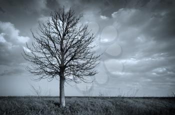 Lonely tree. Composition of nature.