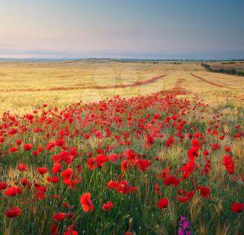 Meadow of wheat and poppy. Nature composition.