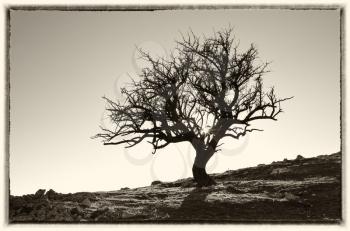 Lonely tree in mountain. Composition of nature.