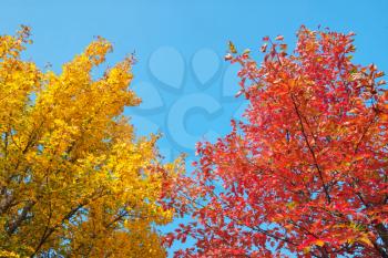 Orange autumn leaves against the blue sky. Nature composition.