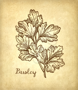 Parsley ink sketch on old paper background. Hand drawn vector illustration. Retro style.