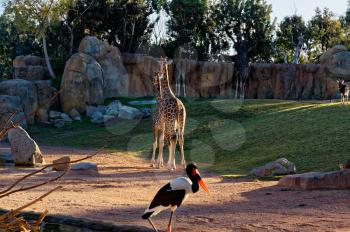 Giraffa camelopardalis, cloven-hoofed animal with a long neck in the zoo.