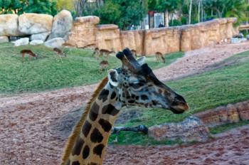 Giraffa camelopardalis, cloven-hoofed animal with a long neck in the zoo.