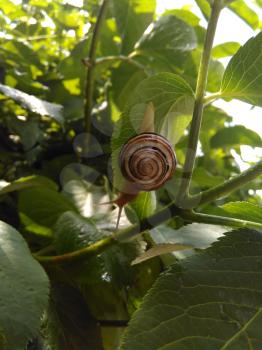 Snail on green branches of tree. Edible grape snails in their natural environment.