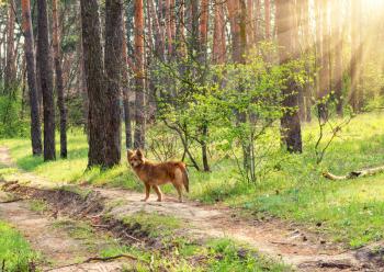 Wild dog on a background of a spring forest at sunset