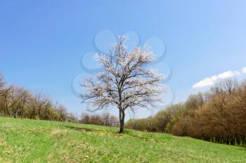 Lonely apricot blossoming tree in the meadow with green grass